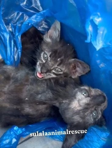 皮膚病を患い路上をさまよっていた2匹の子猫を保護 診察で疥癬が判明し治療を開始…住民や保護チームへの感謝の声続々