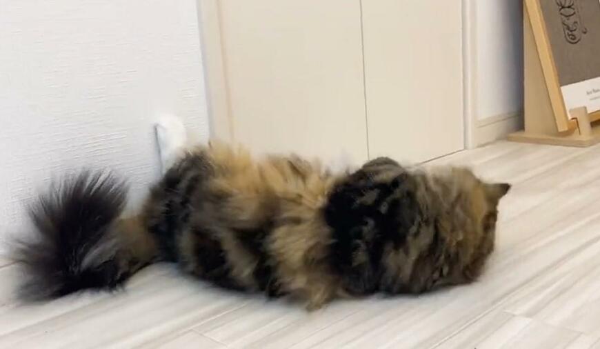 出所：@meltube_cat 