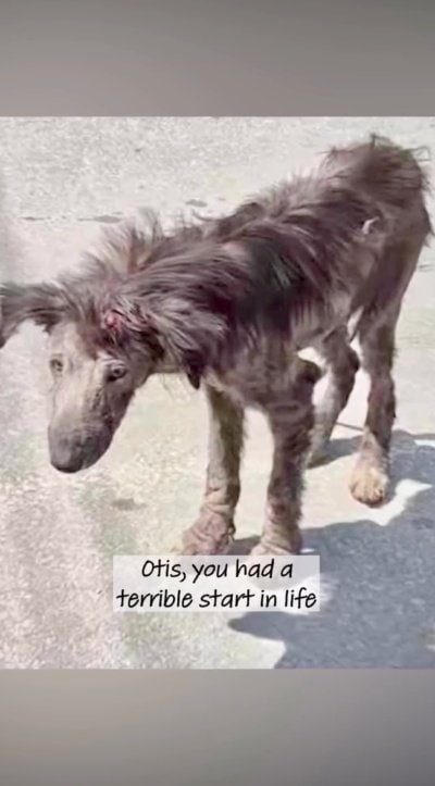 出所：<u><a href="https://www.instagram.com/p/Da4hoe9so83/" target="_blank">@dogs4rescue</a></u>