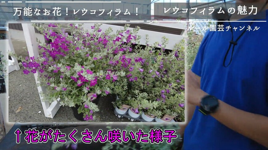 出所：@petit_fleur