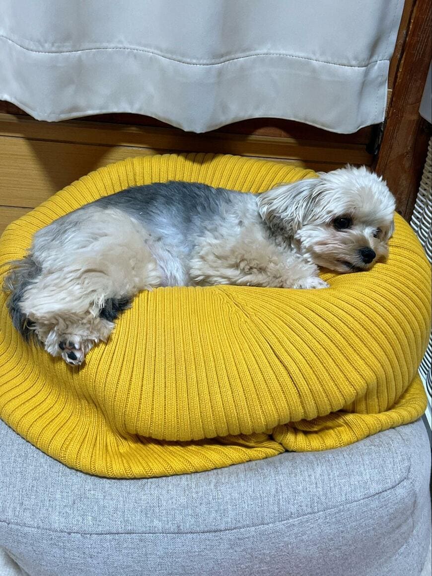 ものすごい「でかいイビキ」が聞こえたので、犬を見にいくと…まさかの振る舞いに笑ってしまう