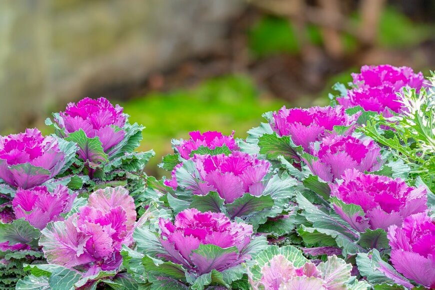 Narupon Nimpaiboon/Shutterstock.com