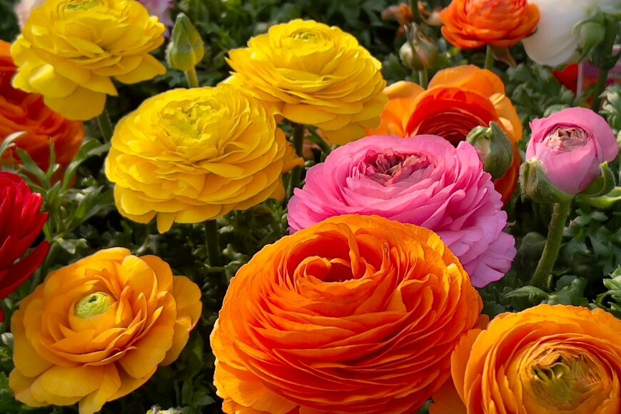 【ガーデニング】ことし育てたいのは、キュートでお洒落な草木花「オススメ7選」
