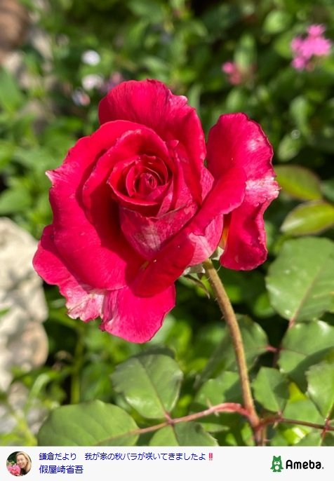 出所：假屋崎省吾のAmebaブログ 参照日：2025年10月20日