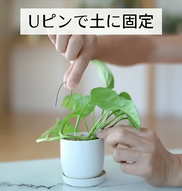 出所：@kurumidorichannel