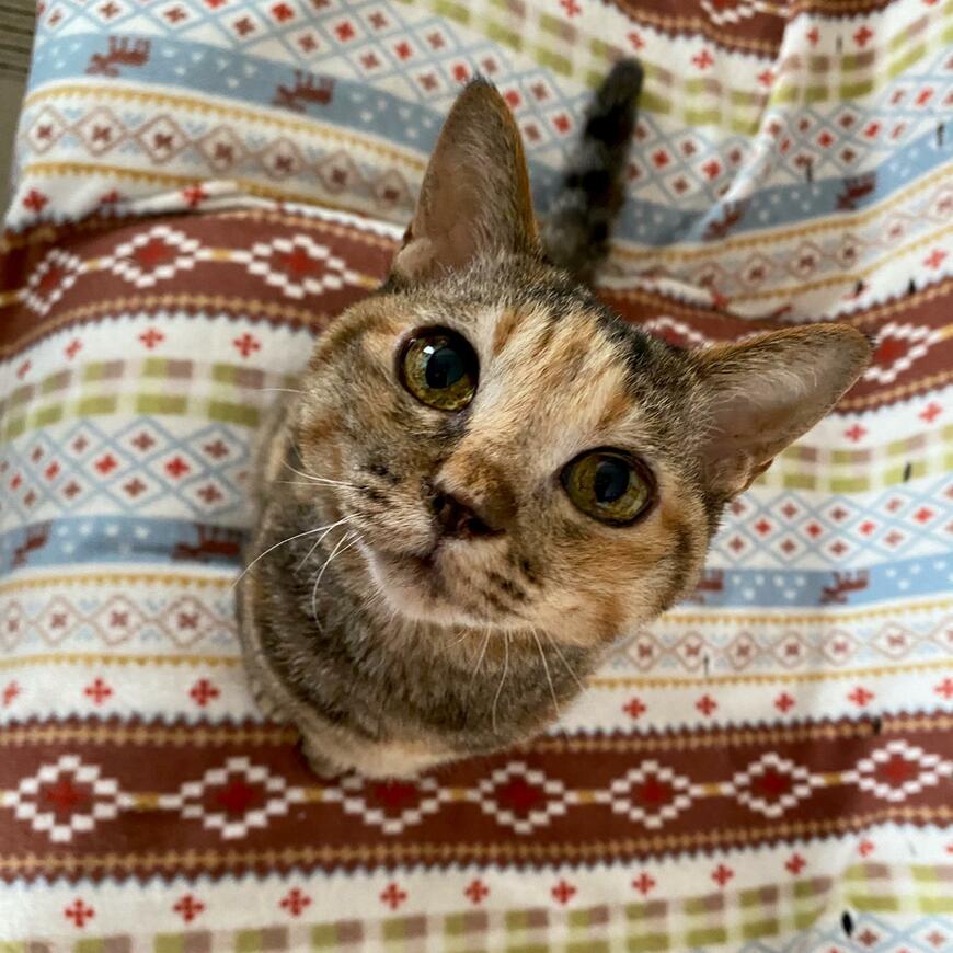 そんな目で見つめないで！猫ちゃんのキュルキュルお目目に胸キュンする人が続出！