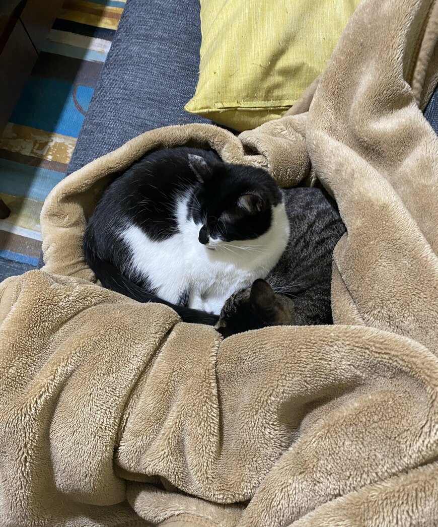 出所：@00shitemita