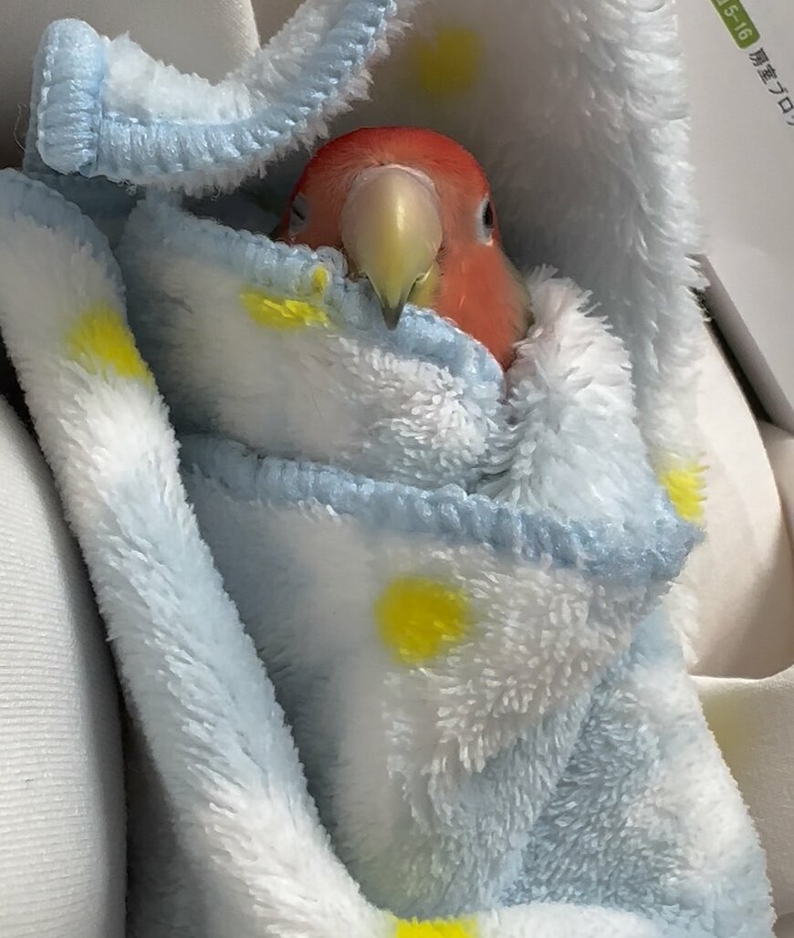 出所：@torinosimobe