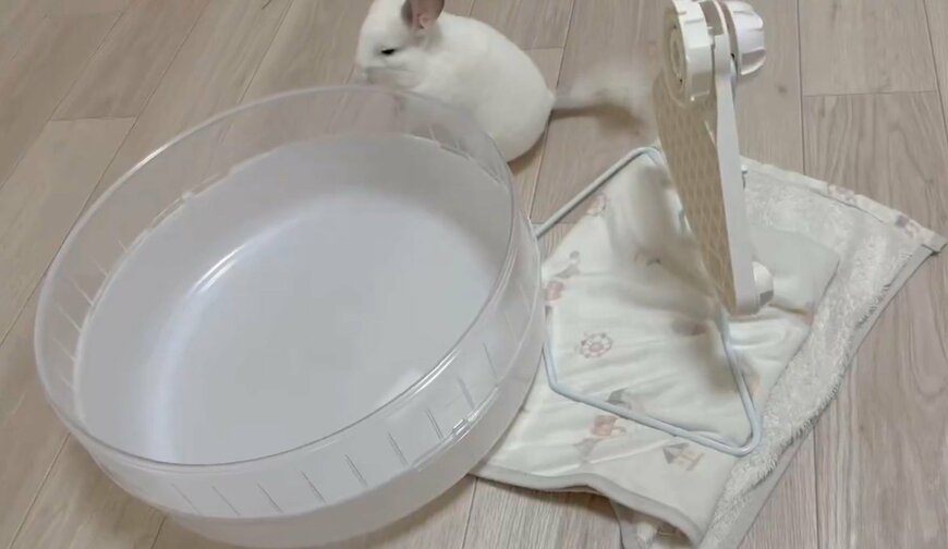 回し車が壊れて悲しげなチンチラくん…からのNewアトラクションに歓喜！？