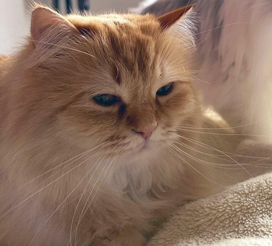 出所：@NEKOLAND13