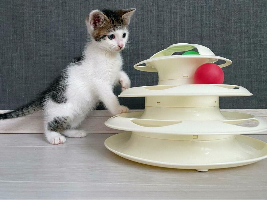 子猫が前髪を生やしている…？目を疑うほどの可愛さで話題　約3年後の様子は…