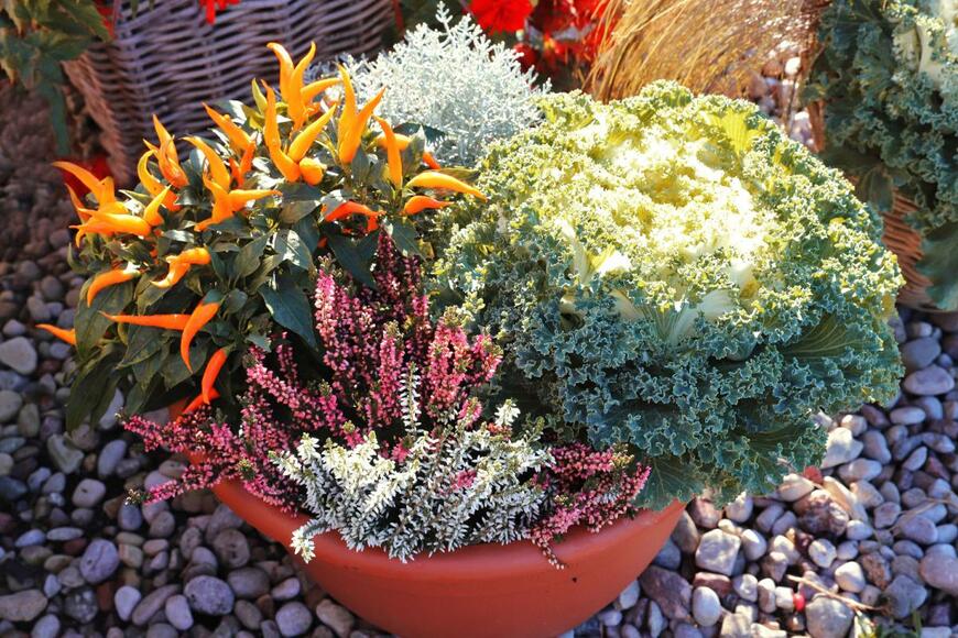 Jelena Yukka/shutterstock.com