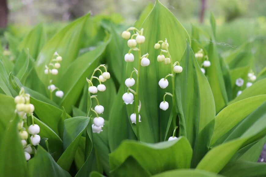 Diana Lukyanova/shutterstock.com