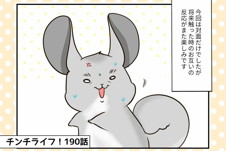 【チンチライフ第190話】赤ちゃんがやってきた！祭さんベビーとチンチラたちとの感動の対面