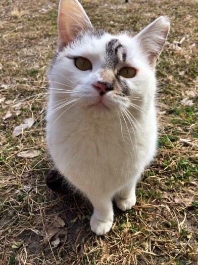 かわいい猫さんの写真です。