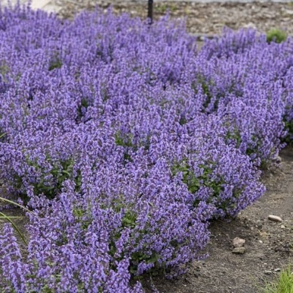 出所：PROVEN WINNERS（R）　ネペタ キャッツパジャマ