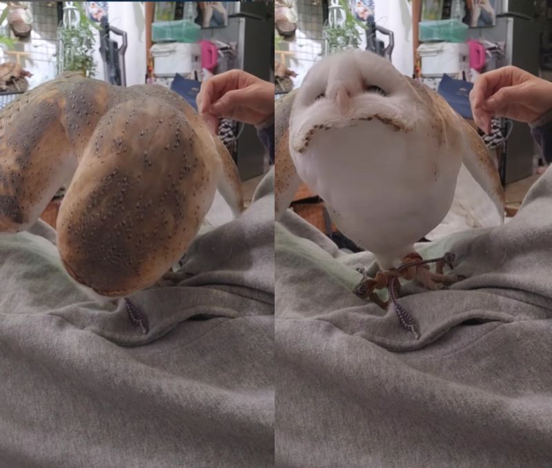 出所：@miki4wan108