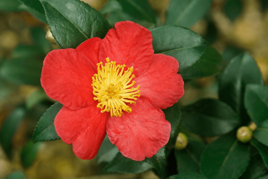 Nikolay Kurzenko/shutterstock.com