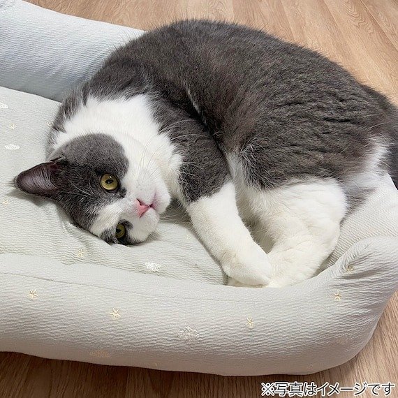 出所：ニトリ公式　ペット用 夢見る雲ベッド M