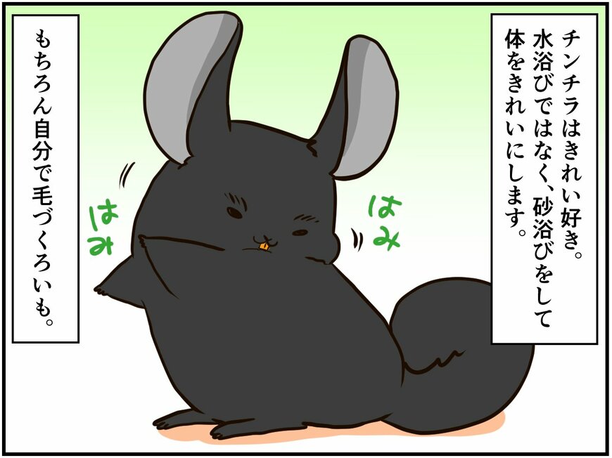 妻のために美しく！チンチラ夫の健気な努力が報われる日はくるのか【チンチライフ45話】
