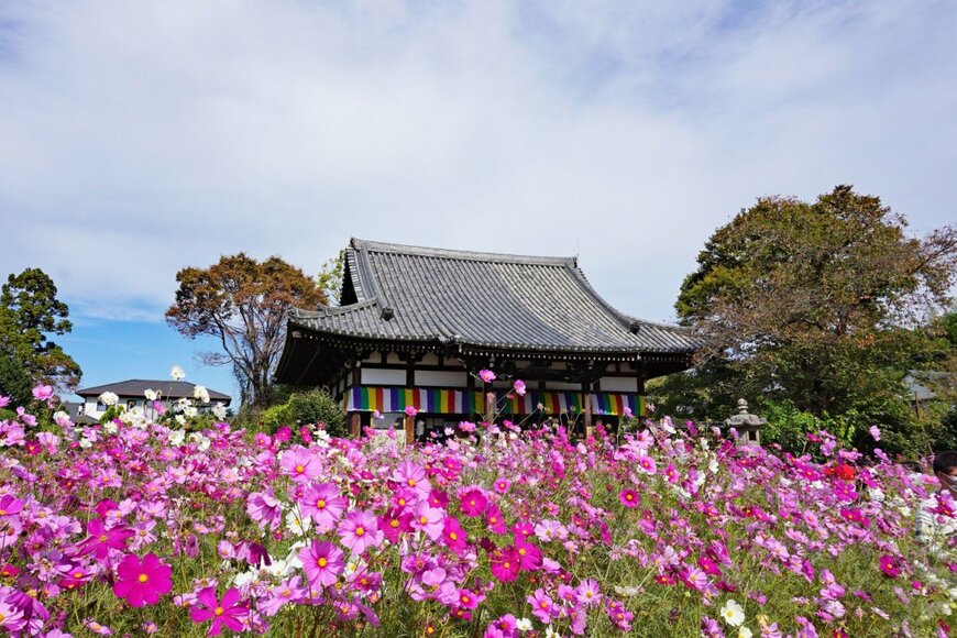 sow-chika/shutterstock.com