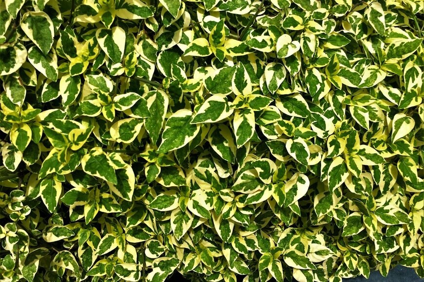 KobJeed/Shutterstock.com