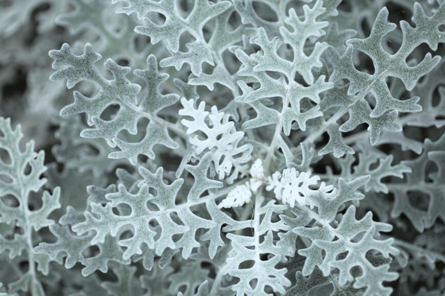 Tamara Kulikova/shutterstock.com