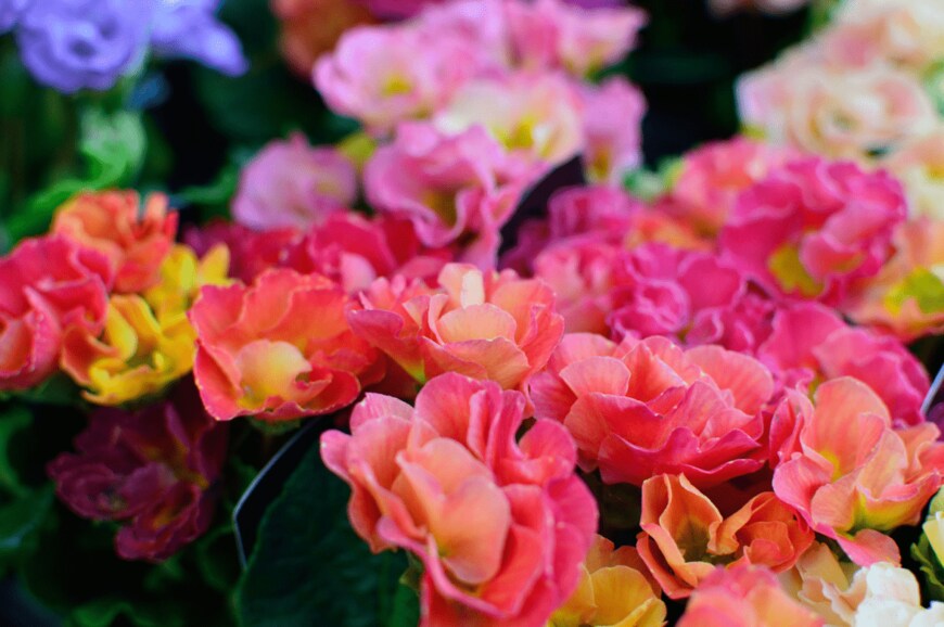 Yuma Ishizu/shutterstock.com