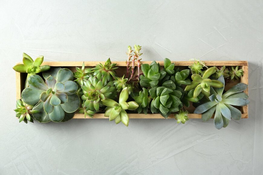 【寄せ植えガーデニング】多肉植物のおすすめ4選！ リンゴ箱で寄せ植えしてカワイイ