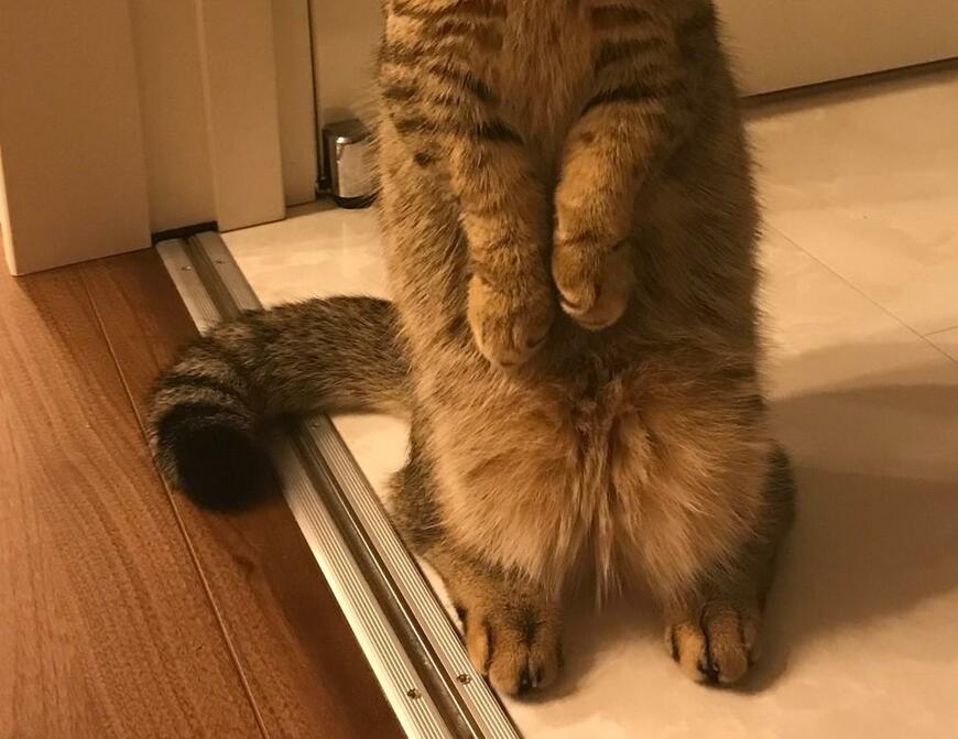 出所：@ponpokopontanu