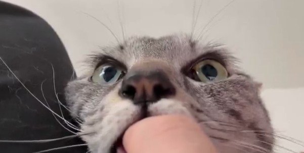 目を見開き飼い主さんに甘える猫ちゃん　まさかの甘え方に4万いいね