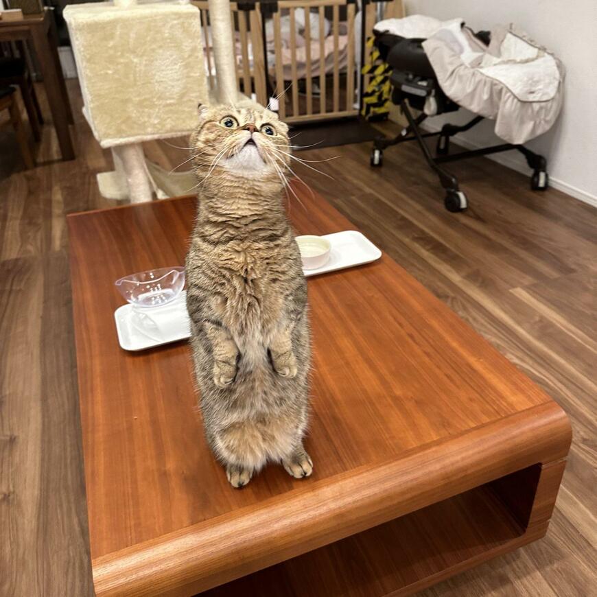 出所：@ponpokopontanu