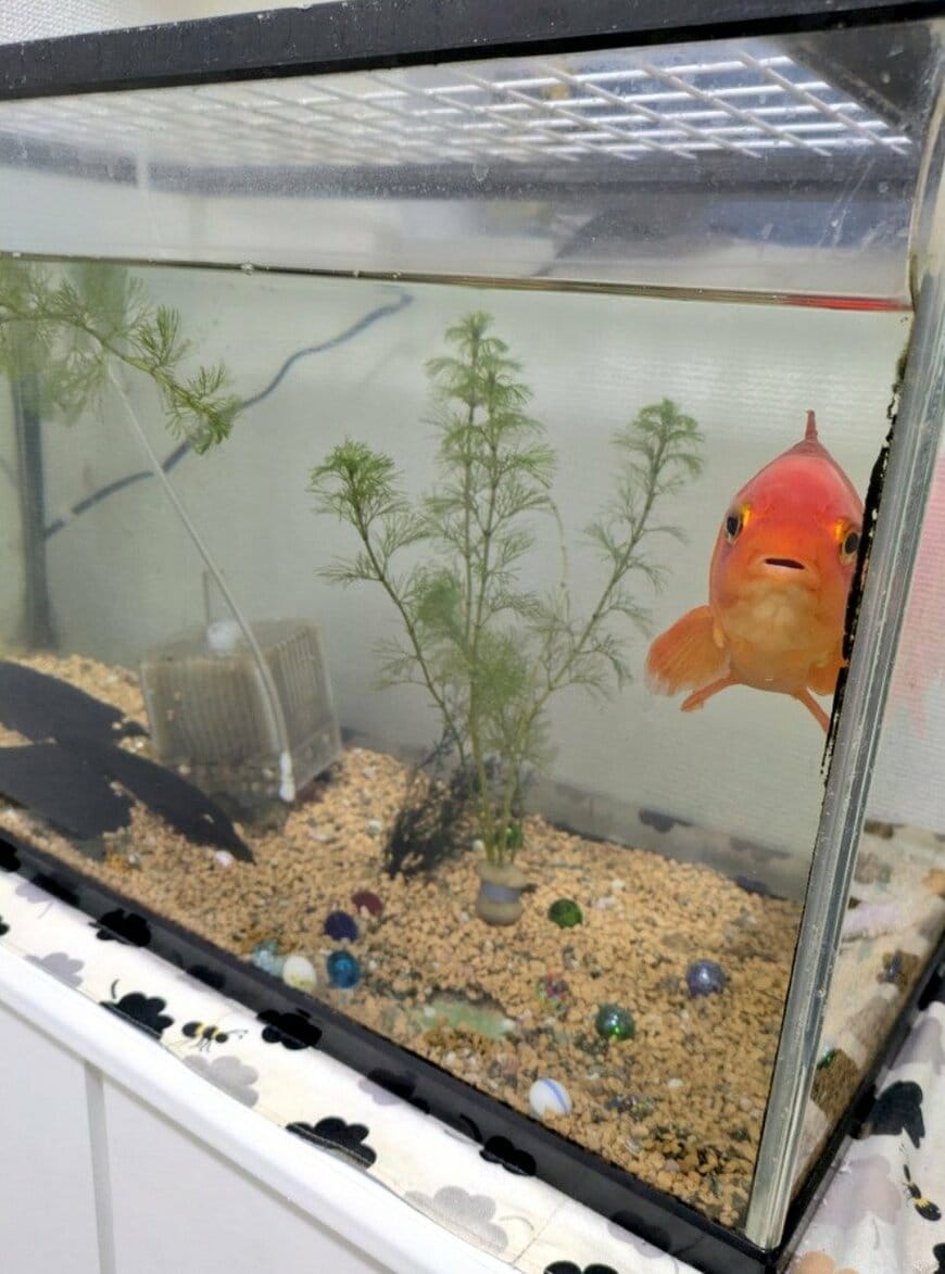 出所：@wakinmakka