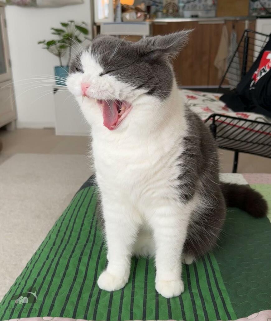 出所：@omochiomoching