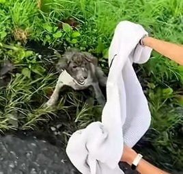 激しく吠えて警戒する子犬　レスキューの上着に包まれ優しく保護される