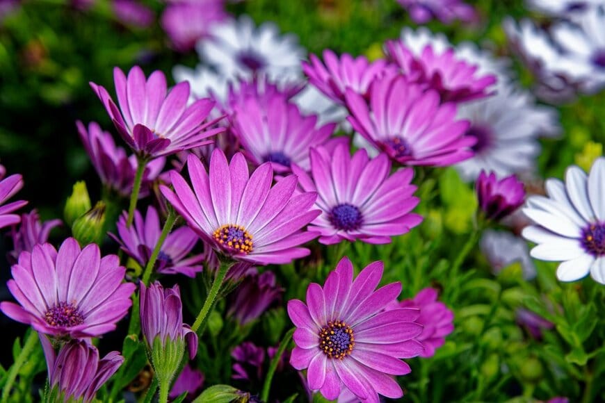 【植えっぱなしOKで手間いらず】この春お迎えしたいオシャレな多年草3選。ローメンテで毎年美しい花が咲く