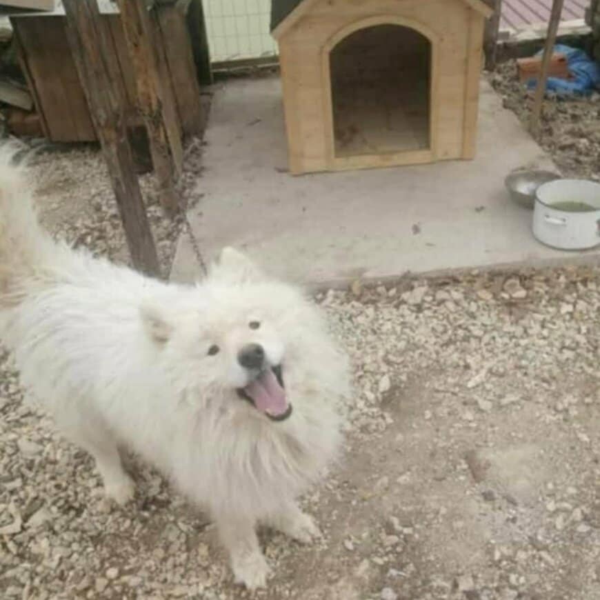 【保護犬】6年間鎖に繋がれて自由を奪われたサモエド…里親に見せた「素敵な変化」に胸が温まる
