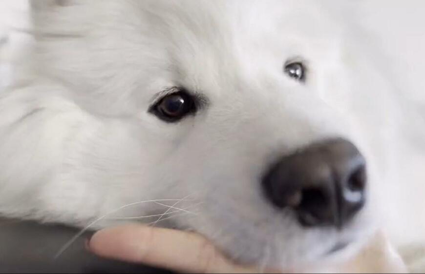 出所：@samoedsoran