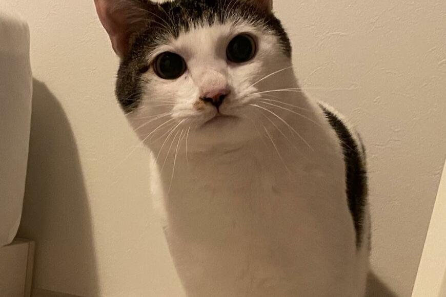 ツノ！？元保護猫さんの写真に爆笑の声「殿様」「ちょんまげ」！犬猫1カ月にいくらかかる？