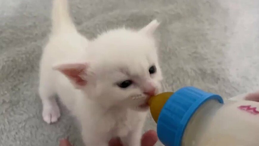 出所：@meltube_cat