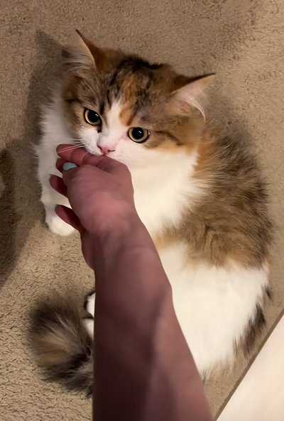 出所：@maguro_hokke