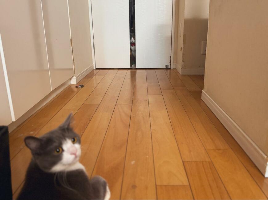 ドアの隙間から視線　「ある意味自動ドア」の前で待つ猫さんの表情にホッコリ