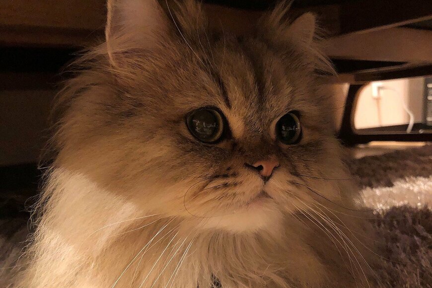 長毛猫さんの美しすぎる「おててないない」Twitterで話題