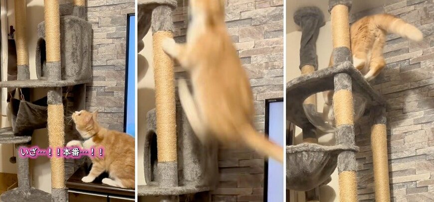 猿みたいな俊敏な動き！
