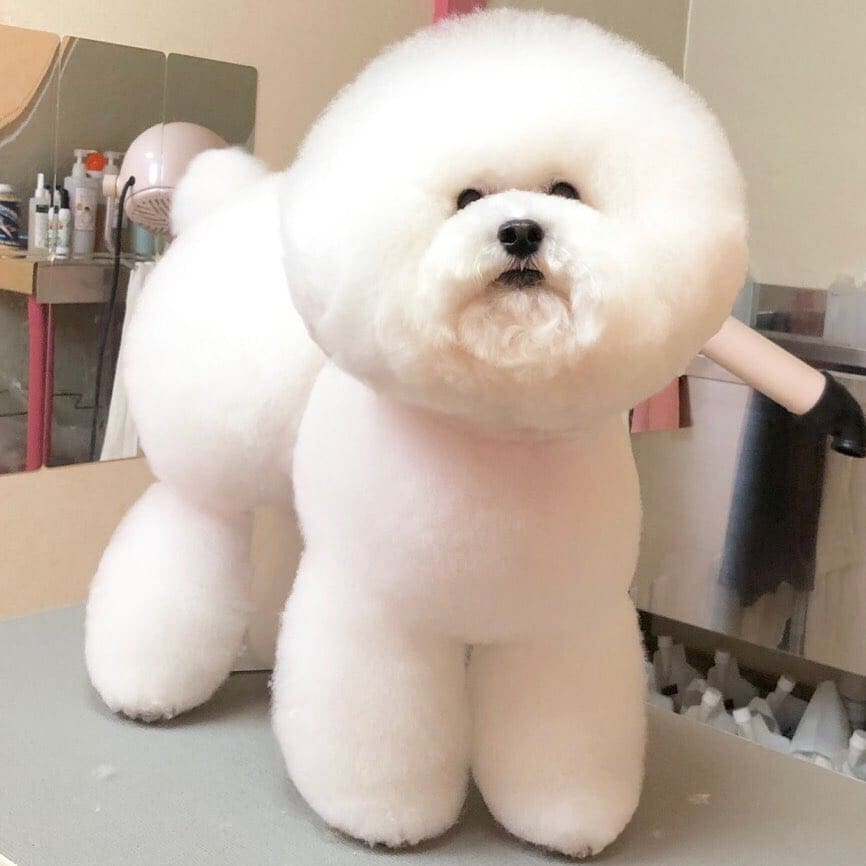 まんまるカットが魅力のビションフリーゼ