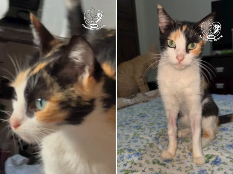元気を取り戻し、食欲も戻ってきた猫
