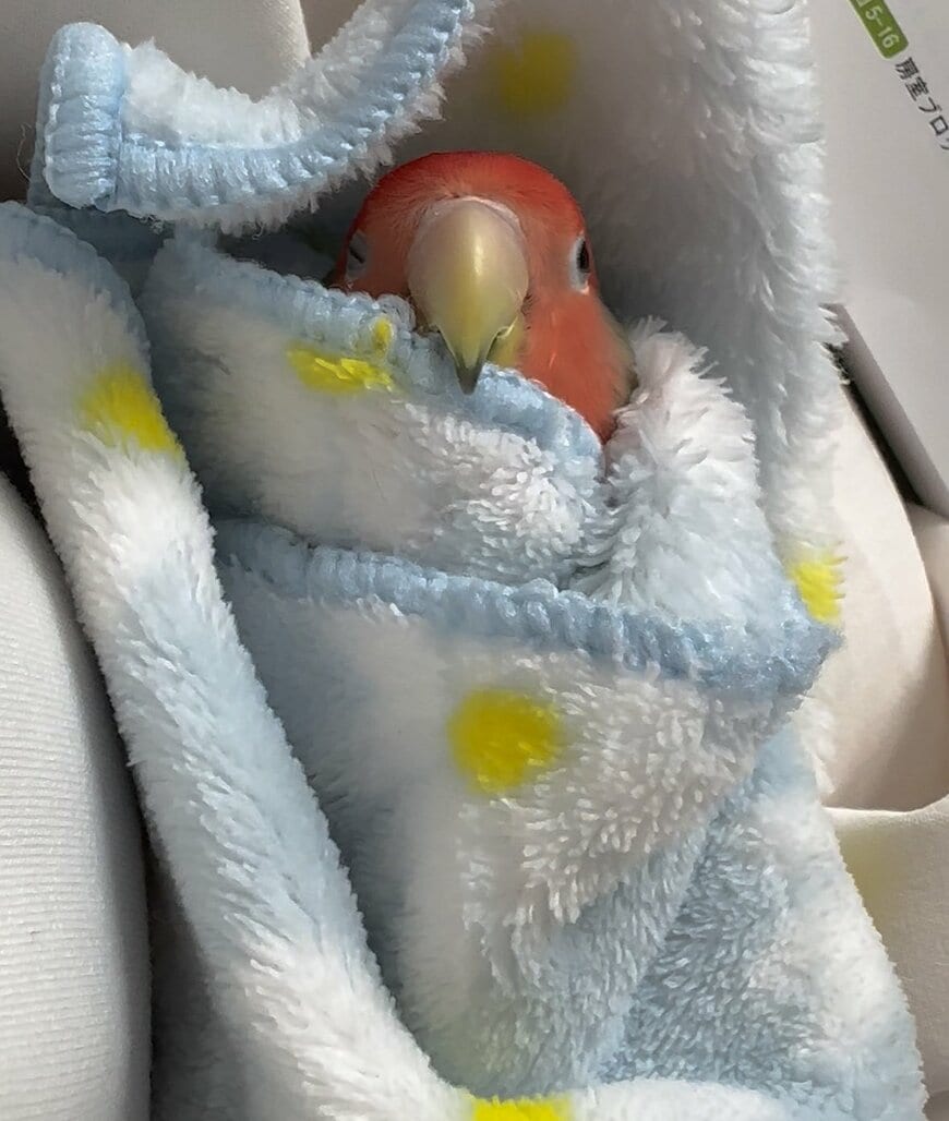 毛布にくるまれたコザクラインコ
