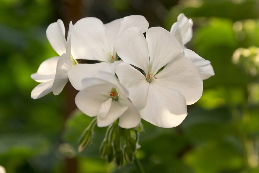 ゼラニウムの花。色は白。