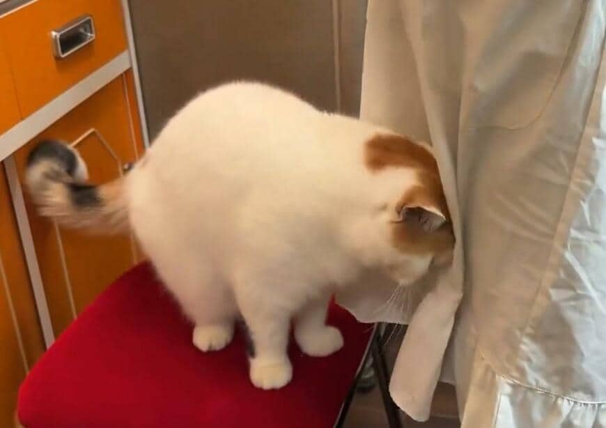 頭すりすりする猫