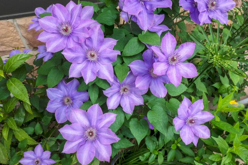 紫のクレマチスの花が咲いている